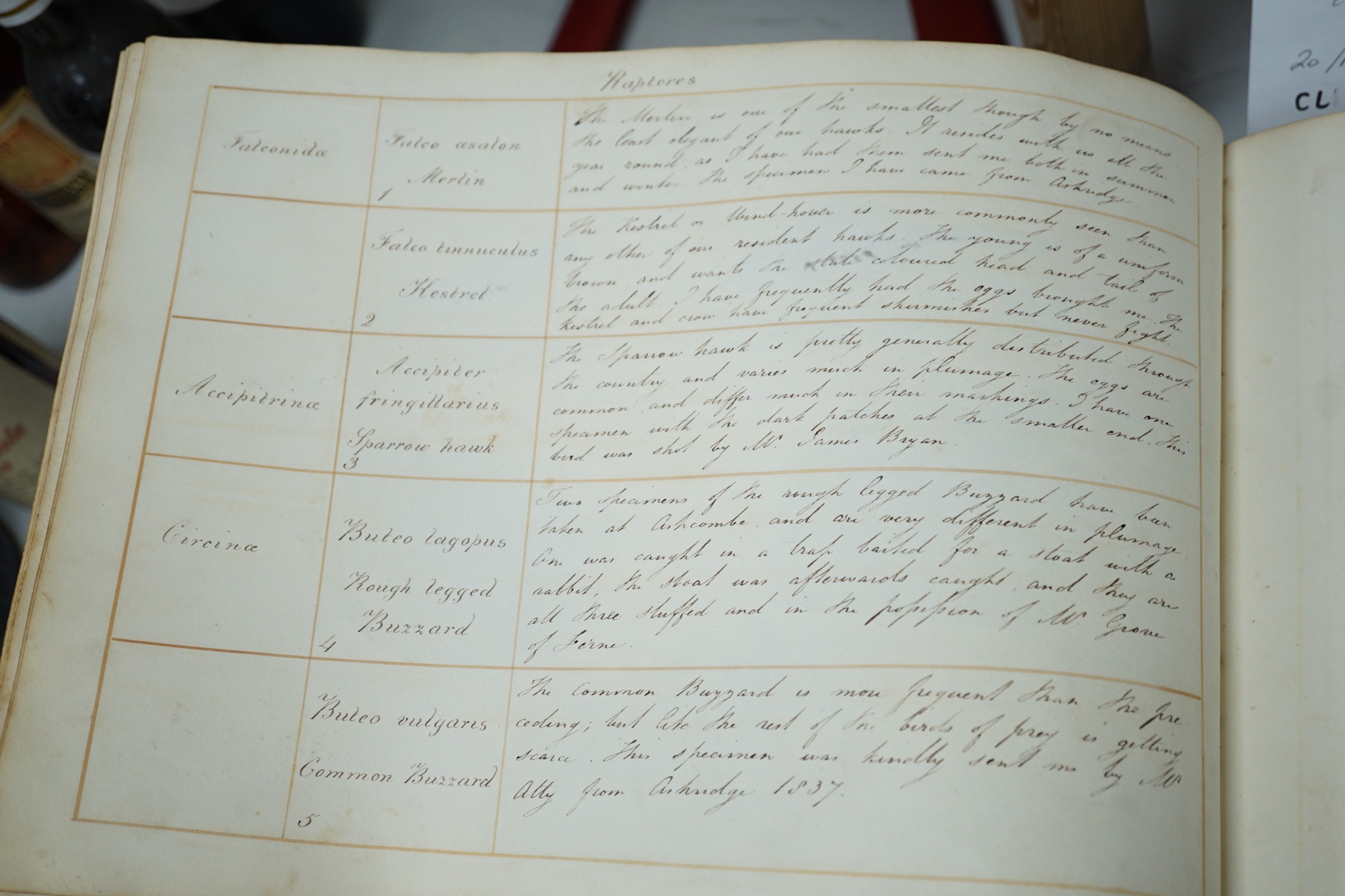 An early 19th century sketch book - wild birds and flowers, all indexed and described